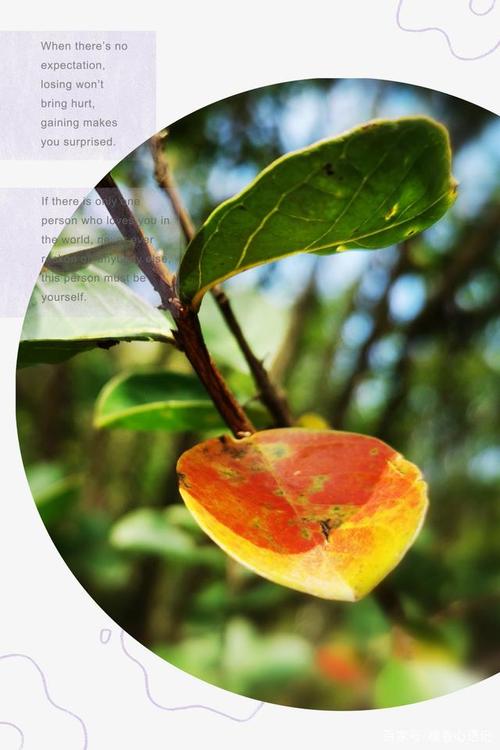 美丽的绿色校园诗歌，美丽的绿色校园诗歌朗诵-图1