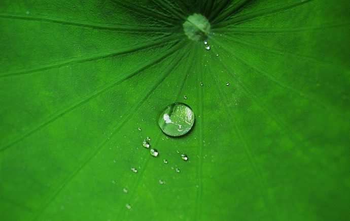 美丽的绿色校园诗歌，美丽的绿色校园诗歌朗诵-图3