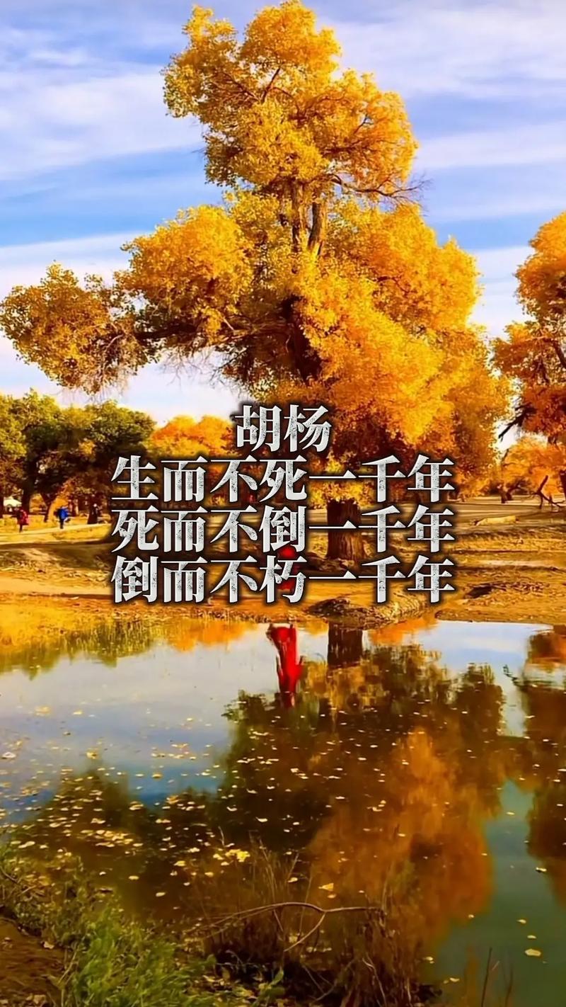 胡杨精神的诗歌,胡杨精神诗词-图2 胡杨精神的诗歌,胡杨精神诗词-图2