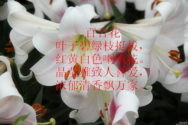 诗歌改编，百合花诗歌改编-图1