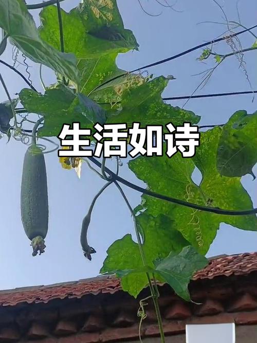 丝瓜诗歌-图2 丝瓜诗歌-图2