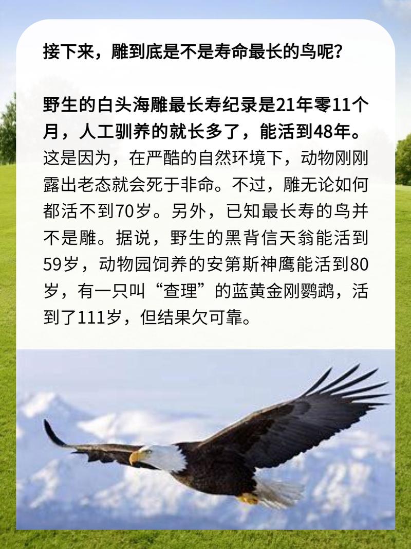 鹰的诗歌，鹰的诗歌朗诵-图1