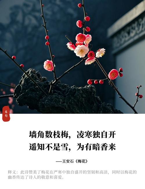 写梅花的名言,写梅花的名言警句-图1 写梅花的名言,写梅花的名言警句-图1