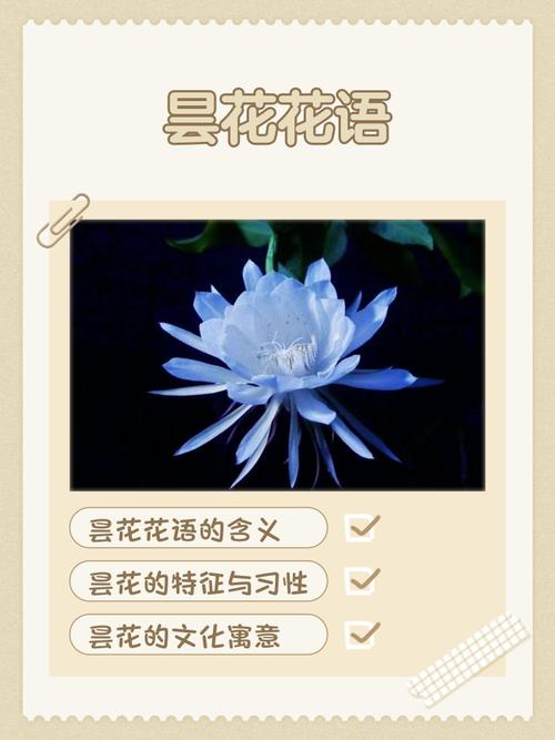 昙花诗歌,昙花诗歌现代诗自创-图3 昙花诗歌,昙花诗歌现代诗自创-图3