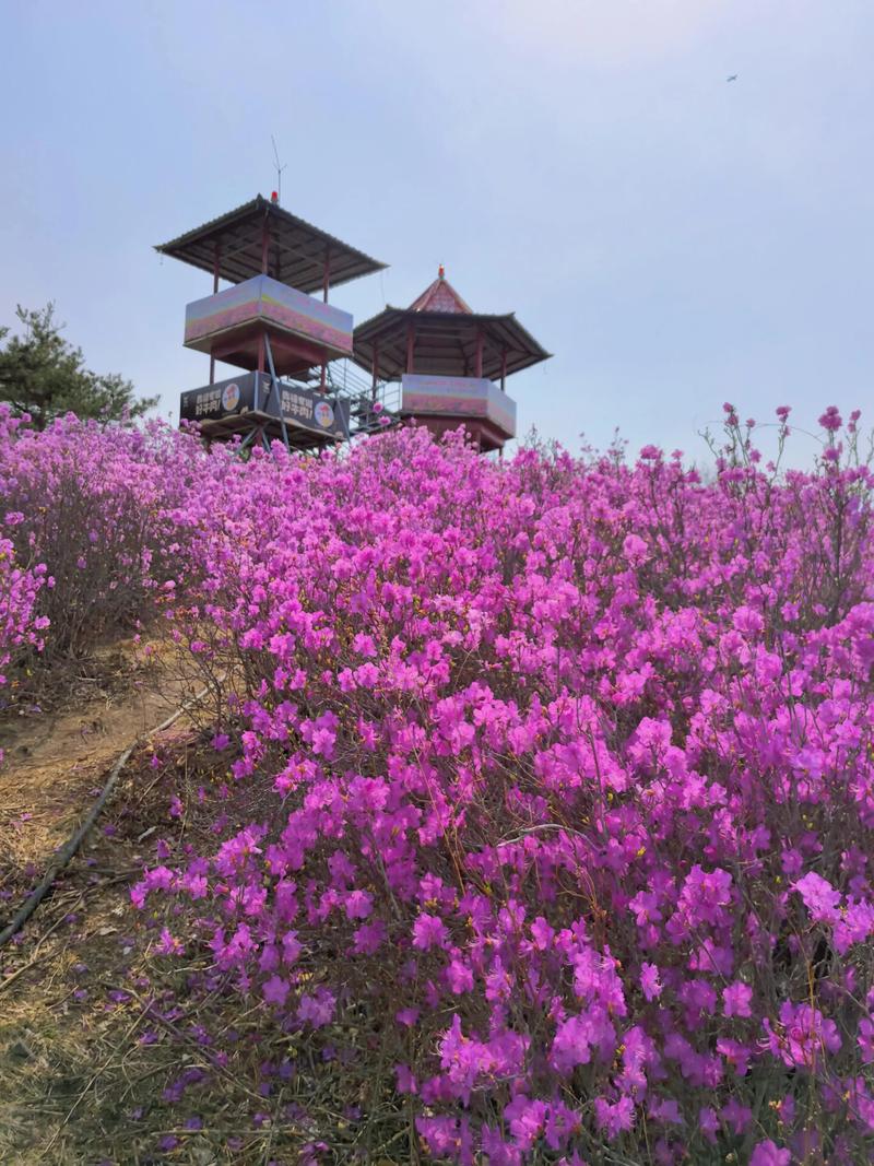 金达莱花诗歌，金达莱花诗歌翻译-图2