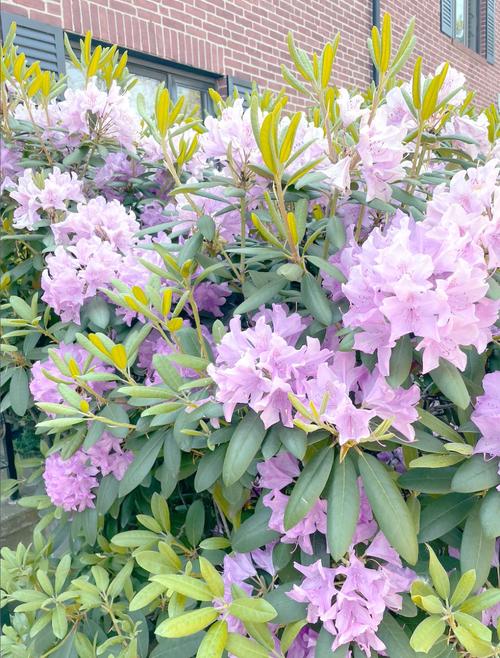 金达莱花诗歌，金达莱花诗歌翻译-图3