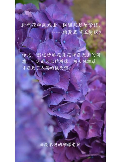 绣球花诗歌，绣球花 诗歌-图2