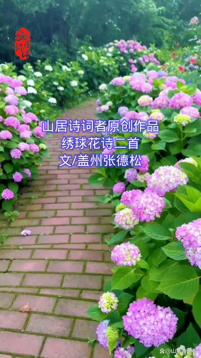 绣球花诗歌，绣球花 诗歌-图3