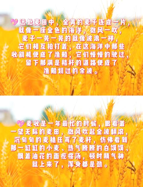 麦穗名言，麦穗的名言-图1