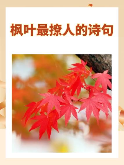 枫叶诗歌,枫叶诗歌自己写-图2 枫叶诗歌,枫叶诗歌自己写-图2