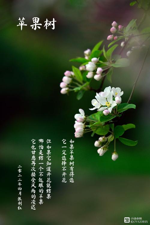 苹果花诗歌中绽放的意象,藏着怎样的春日私语与生命隐喻?-图2 苹果花诗歌中绽放的意象,藏着怎样的春日私语与生命隐喻?-图2