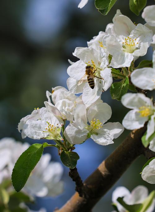 苹果花诗歌中绽放的意象,藏着怎样的春日私语与生命隐喻?-图3 苹果花诗歌中绽放的意象,藏着怎样的春日私语与生命隐喻?-图3