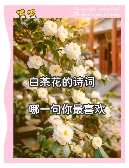 茶花诗中藏了什么春意?-图2 茶花诗中藏了什么春意?-图2