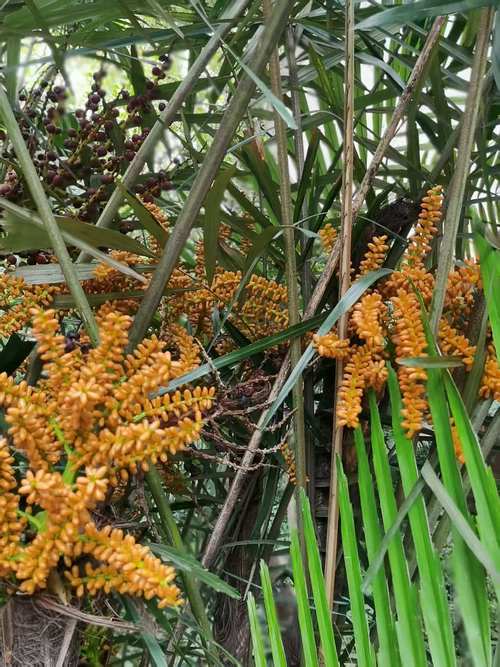 诗歌棕榈,诗歌棕榈树-图3 诗歌棕榈,诗歌棕榈树-图3