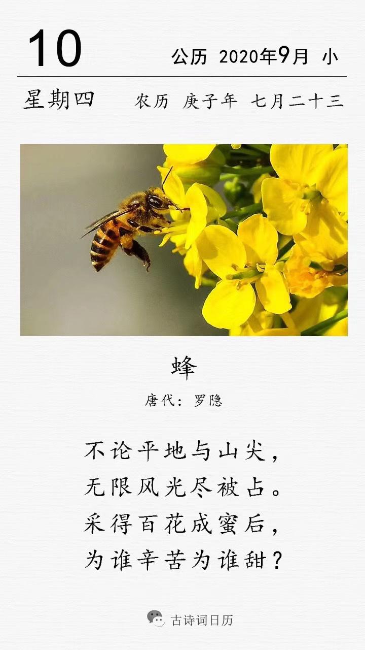 蜜蜂诗歌,是酿蜜还是咏志?-图1 蜜蜂诗歌,是酿蜜还是咏志?-图1