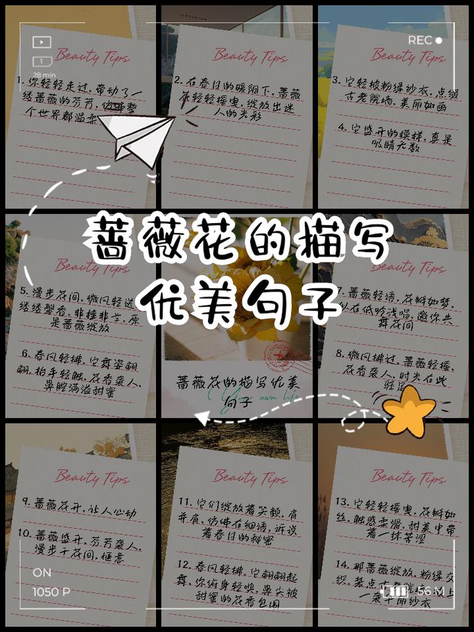 关于蔷薇花的诗歌,关于蔷薇花的诗歌短文-图3 关于蔷薇花的诗歌,关于蔷薇花的诗歌短文-图3