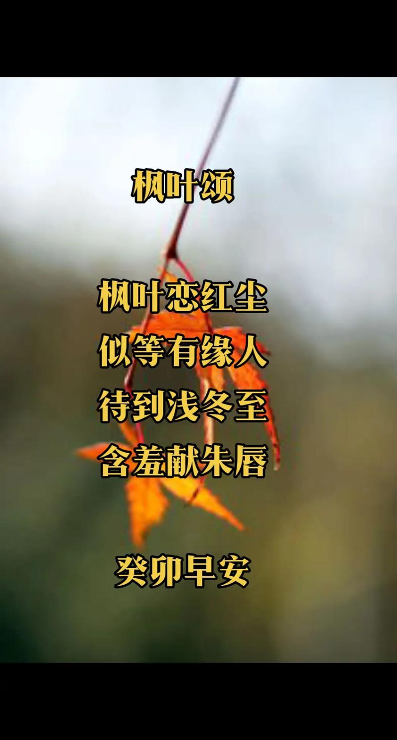 枫叶的诗意,藏着秋的什么秘密?-图2 枫叶的诗意,藏着秋的什么秘密?-图2