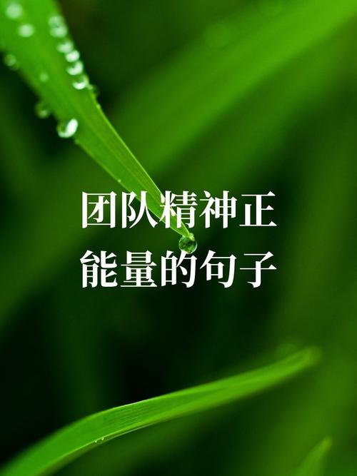 公司团队精神的名言，公司团队精神的名言有哪些-图1