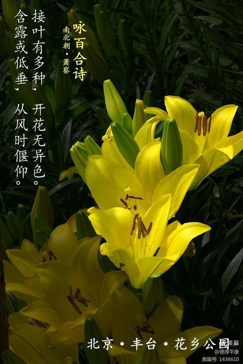 百合 诗歌-图3 百合 诗歌-图3