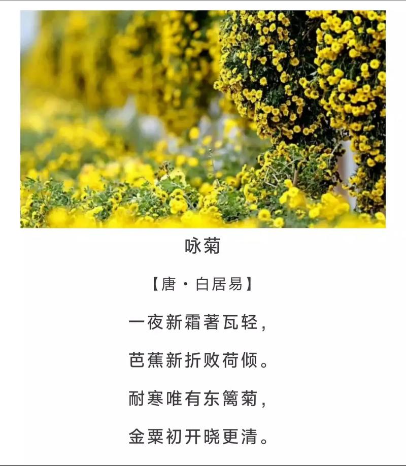 雏菊诗歌，雏菊诗歌缪塞-图2