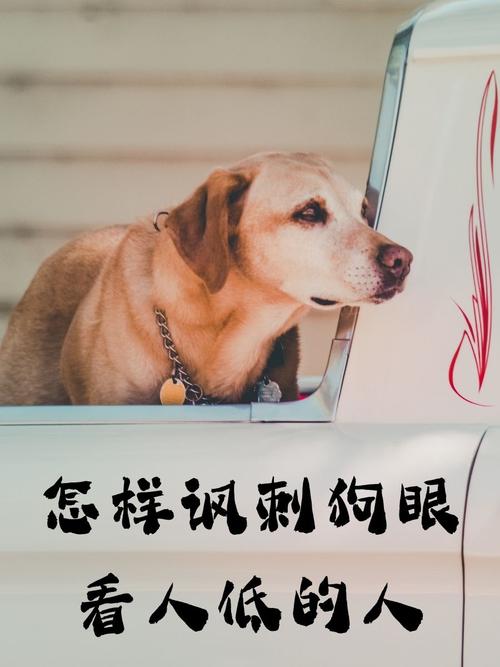 教训人狗眼看人低名言-图3