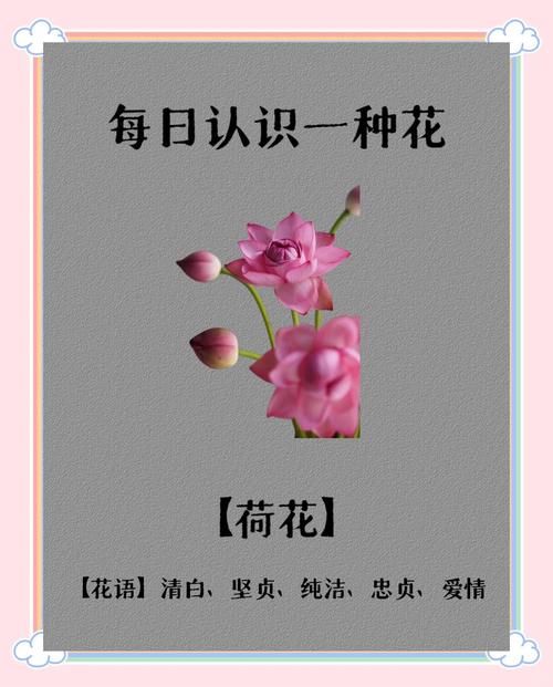 花自尊名言，花语是自尊的花-图2