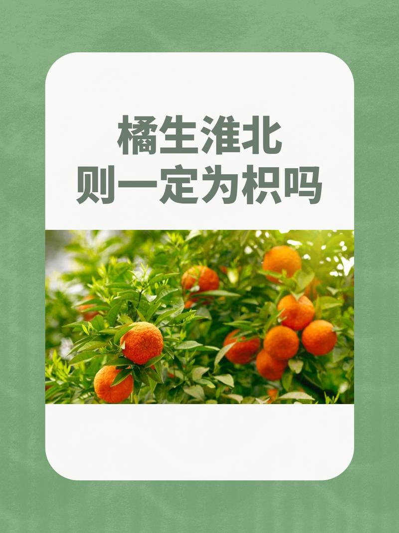 橘子名言，橘子名言名句-图2