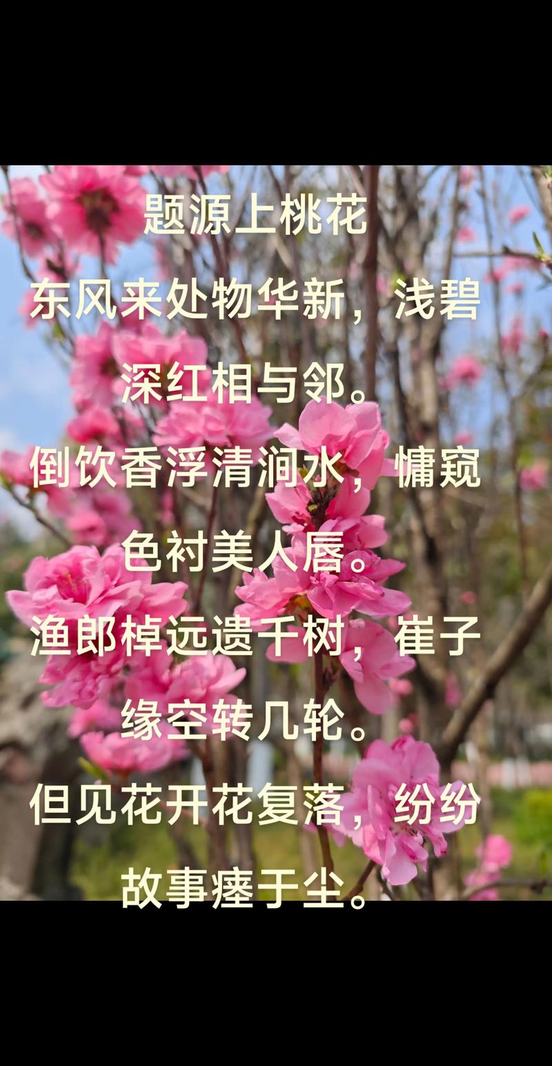 桃花落诗歌，桃花落的诗-图3