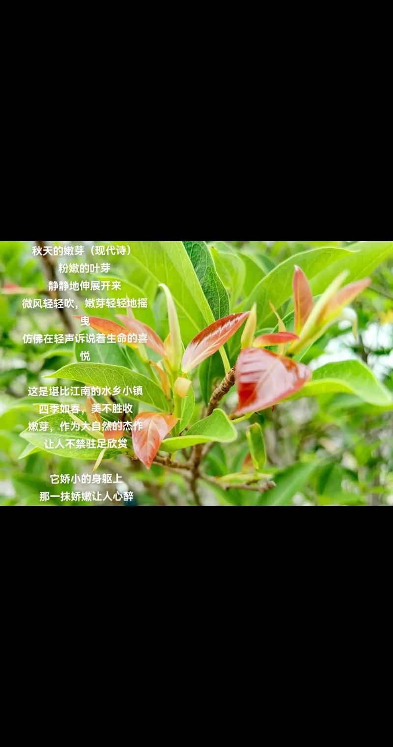 芽儿 诗歌-图1 芽儿 诗歌-图1