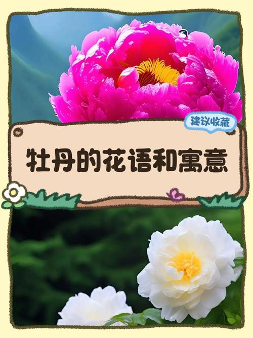 牡丹花的名言,牡丹花的名言名句-图1 牡丹花的名言,牡丹花的名言名句-图1