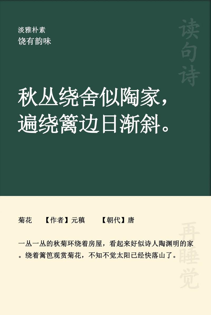 菊花在诗中绽放何意？-图2