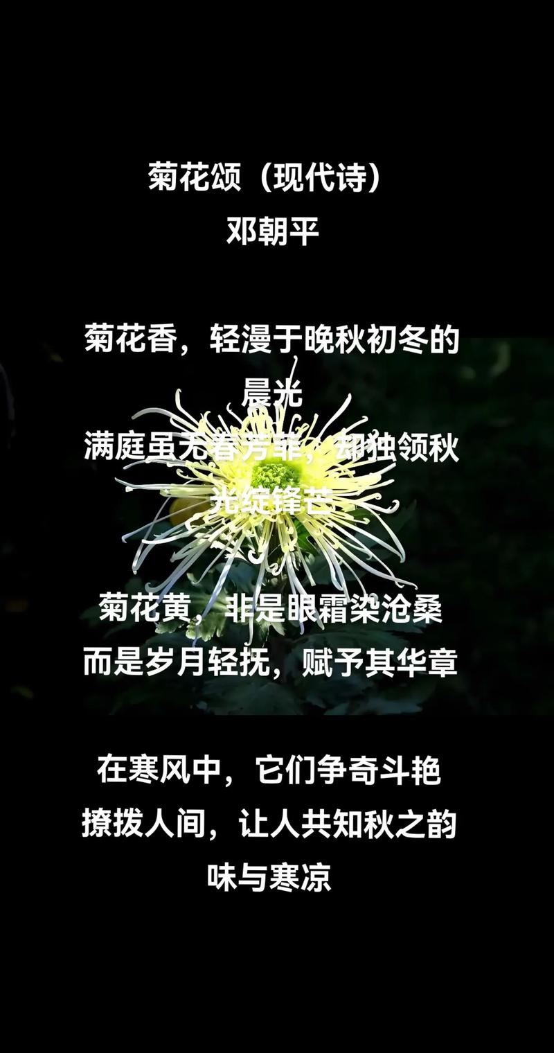 菊花在诗中绽放何意？-图1