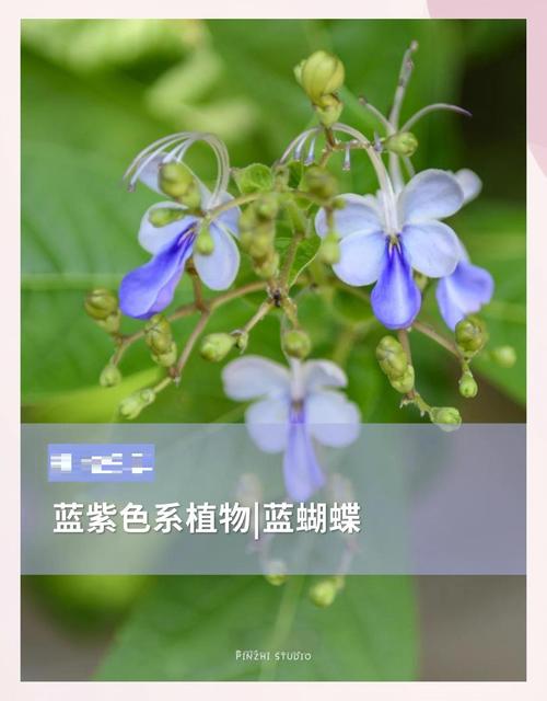 蓝蝴蝶的诗意何在？-图3