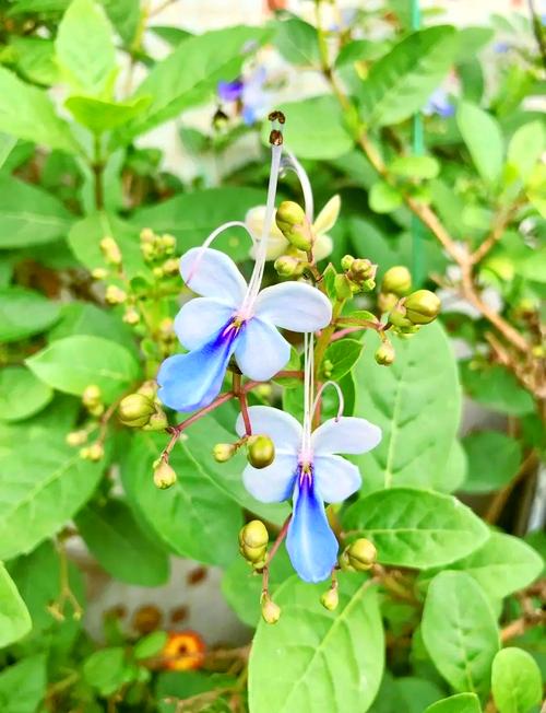 蓝蝴蝶的诗意何在？-图2