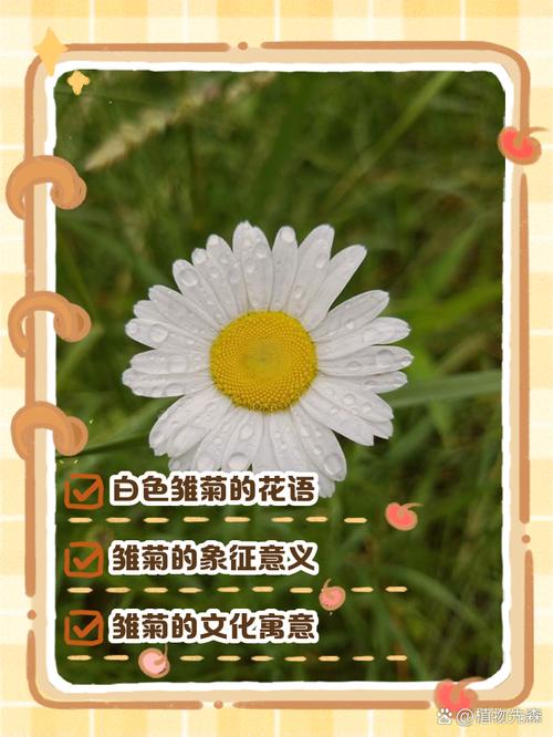 法国诗歌雏菊有何独特魅力？-图2