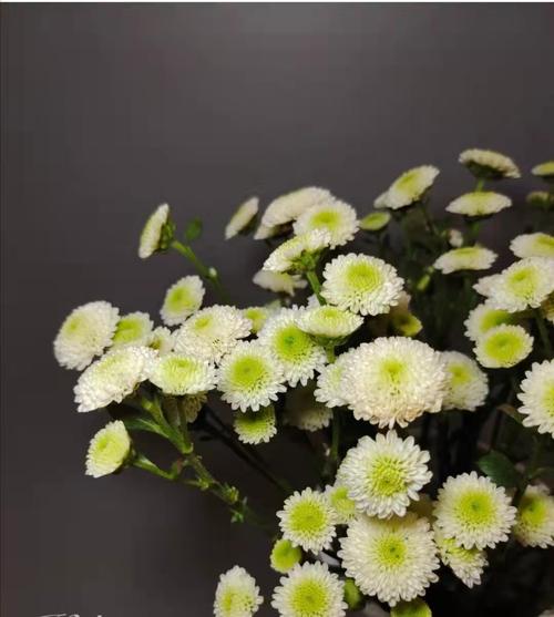 法国诗歌雏菊有何独特魅力？-图1