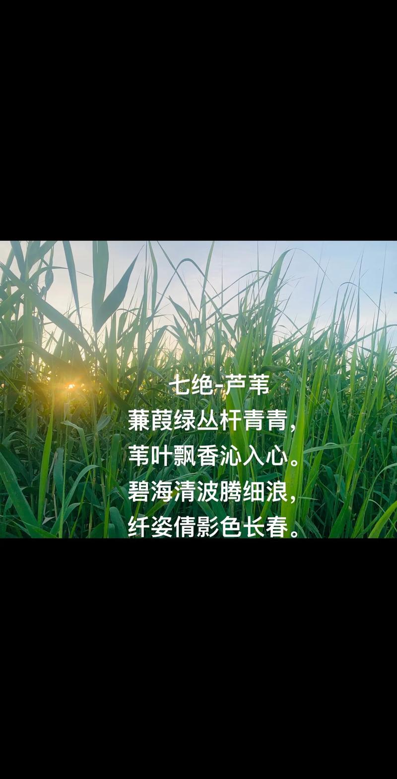 芦苇诗中藏着什么?-图2 芦苇诗中藏着什么?-图2