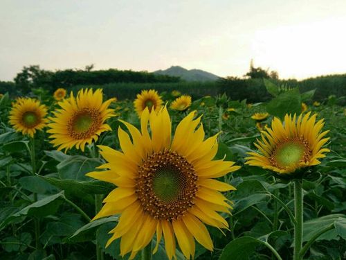 向阳生长，诗里藏着什么光？-图1