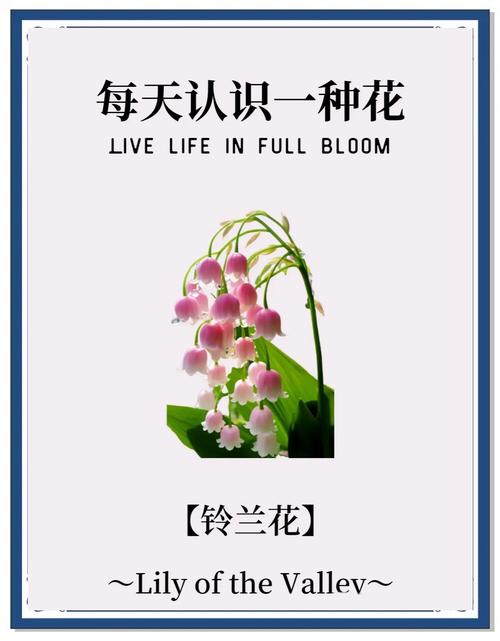 铃兰诗中藏何情?-图1 铃兰诗中藏何情?-图1