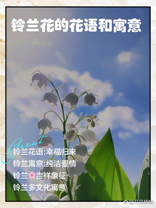 铃兰诗中藏何情?-图2 铃兰诗中藏何情?-图2