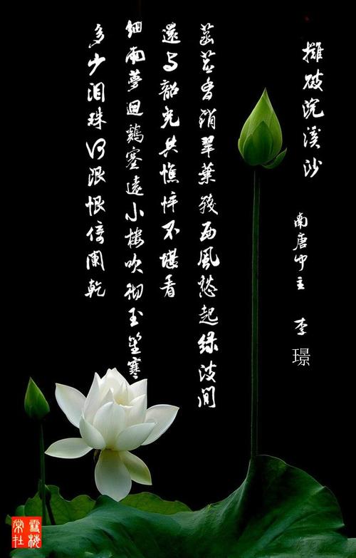 菡萏诗歌，诗意何在？-图3