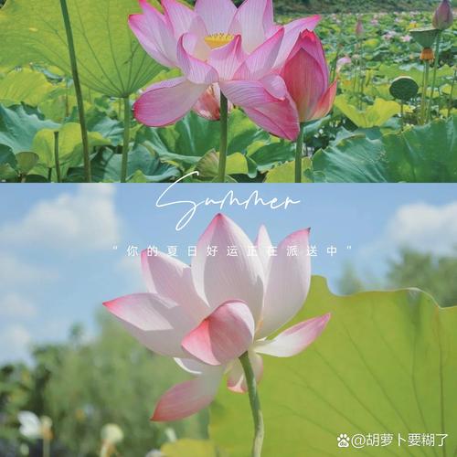 莲夏荷诗，何韵何情？-图1