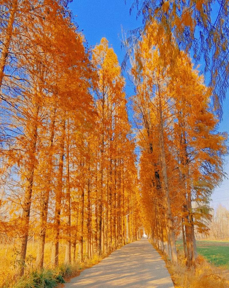 水杉诗歌，何为诗魂？-图2