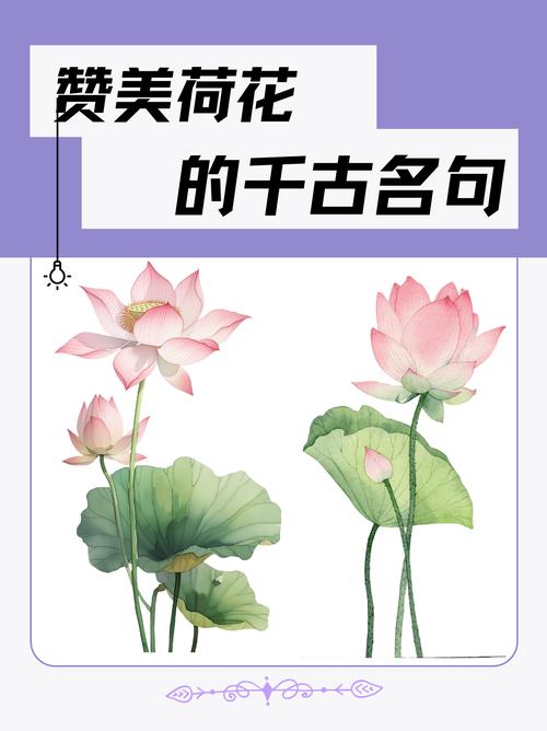 蜻蜓的名言是啥？-图3