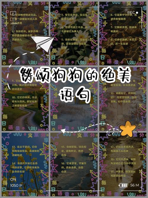 狗狗名言，藏着哪些暖心智慧？-图1