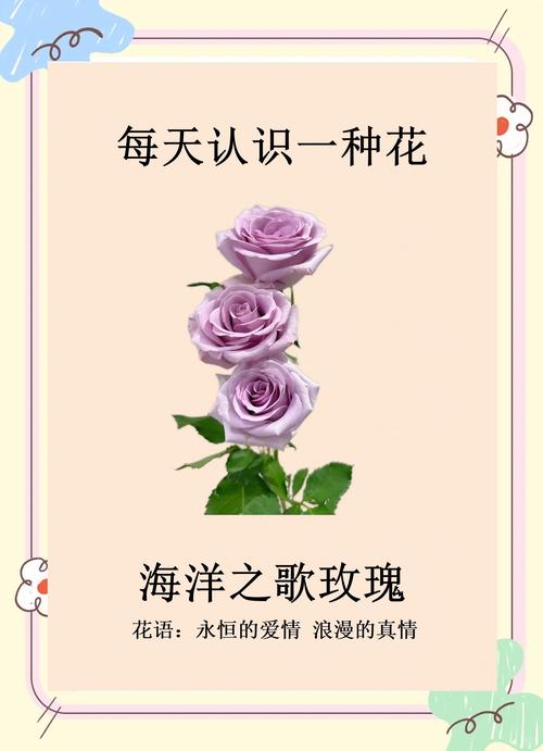 玫瑰诗中藏何情？-图2