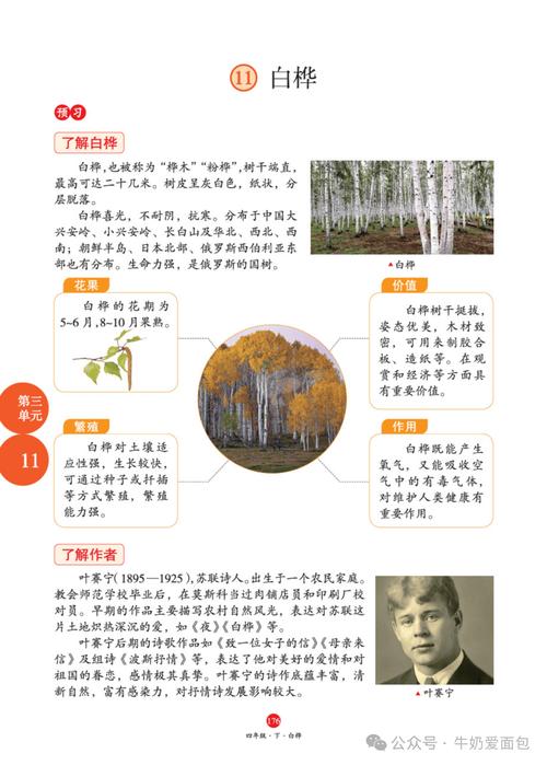 白桦诗歌的意思-图2 白桦诗歌的意思-图2