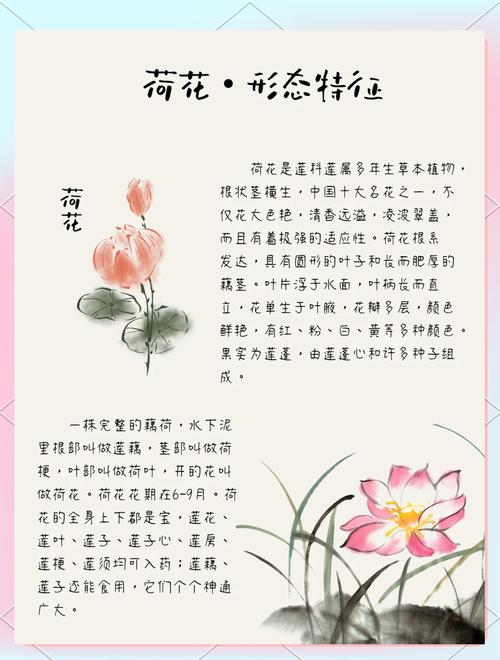 荷花名言，蕴含何种深意？-图1