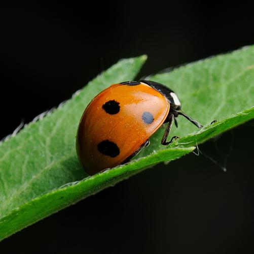 诗歌瓢虫,是诗的精灵吗?-图2 诗歌瓢虫,是诗的精灵吗?-图2