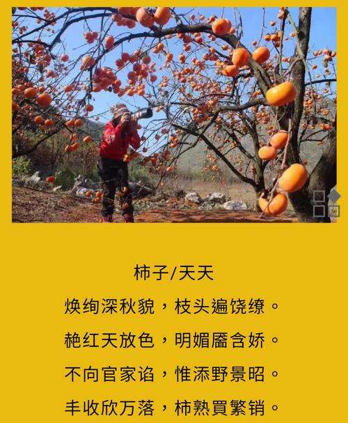 柿子诗歌，藏着怎样的秋意？-图3